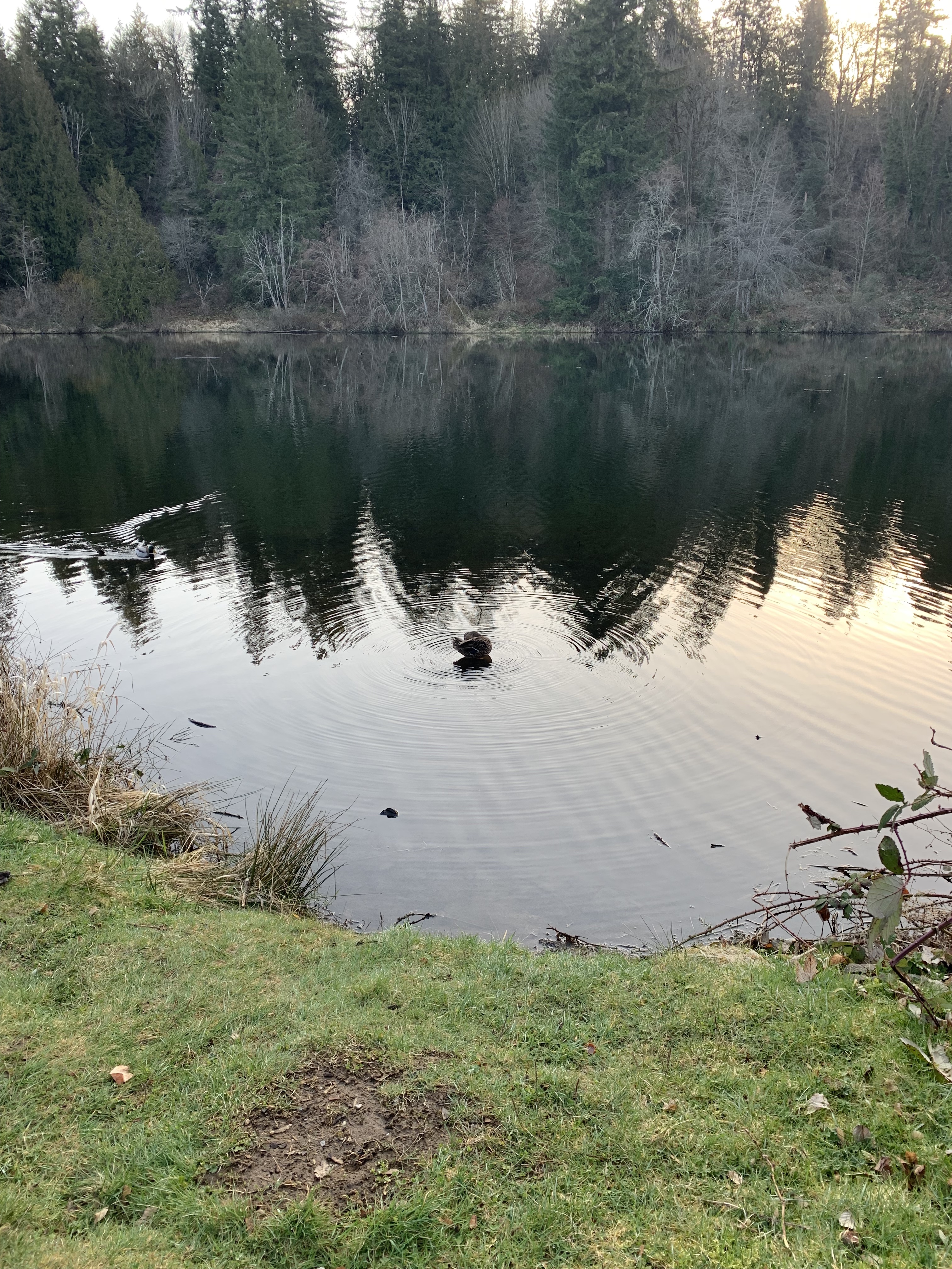 A very friendly duck